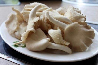 ​世界上最大的平菇：重达22公斤，高1.7米