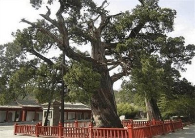 ​中国十大名树排名 轩辕柏第一名 凤凰松暂居第二