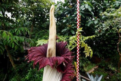 ​世界上最臭的花：尸香魔芋闻起来像腐烂尸体