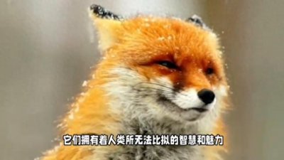 ​狐狸精长什么样…