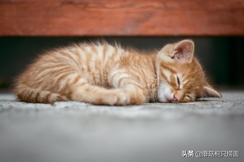 你知道什么是大“橘”为重吗？“大橘为重，十橘九胖”就是形容它