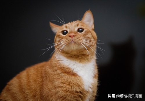 你知道什么是大“橘”为重吗？“大橘为重，十橘九胖”就是形容它