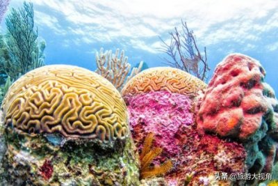 ​世界10大珊瑚礁，五彩斑斓，美不胜收！带你领略不一样的海底世界