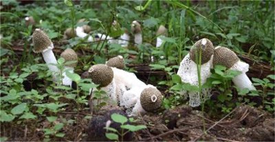 ​武陵山珍丨“竹林仙子”——竹荪