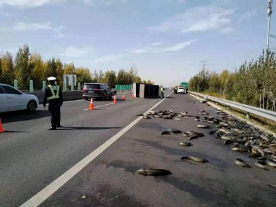 ​一货车活鱼撒满高速路 为防哄抢交警拉起警戒线 现场帮捉鱼