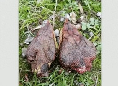 ​开心一笑！五十九张搞笑动图：我买了一条鱼，回家一拼成了这样