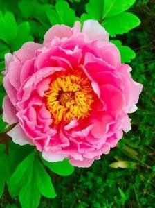 ​河南洛阳牡丹花，最美丽的120张牡丹花图片,令人大饱眼福。
