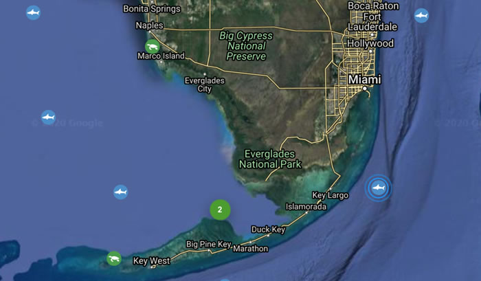 在加拿大被标记的全球最大大白鲨在美国迈阿密被发现