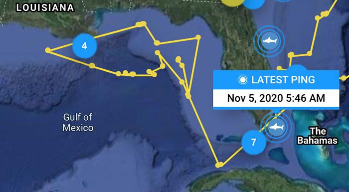 在加拿大被标记的全球最大大白鲨在美国迈阿密被发现