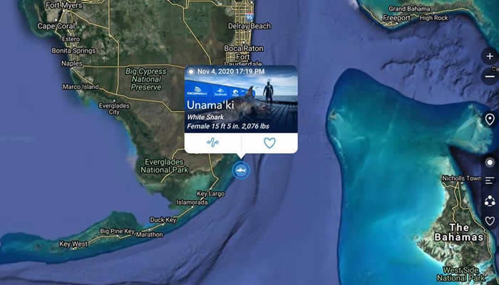 在加拿大被标记的全球最大大白鲨在美国迈阿密被发现
