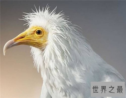 保护濒危动物是每个人的责任 七种濒危动物介绍