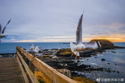 ​菲利普岛是澳大利亚最南端的一个小岛
