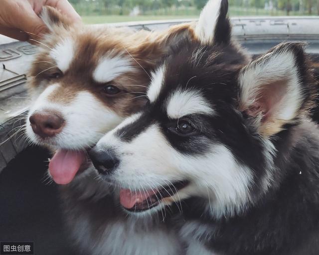 网友选出的10种最美丽狗狗品种,快看看你家养了哪种?