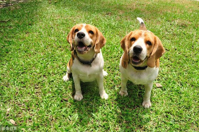 网友选出的10种最美丽狗狗品种,快看看你家养了哪种?