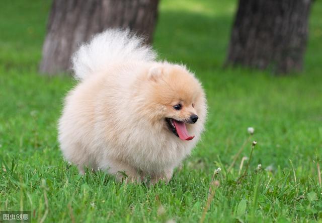 网友选出的10种最美丽狗狗品种,快看看你家养了哪种?