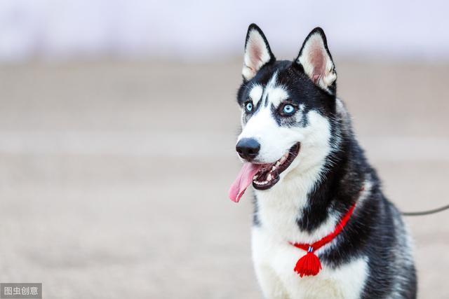 网友选出的10种最美丽狗狗品种,快看看你家养了哪种?