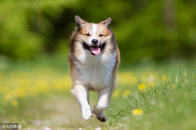 网友选出的10种最美丽狗狗品种,快看看你家养了哪种?