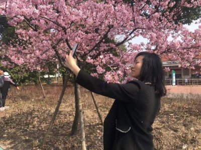 ​上海顾村公园樱花时间表（顾村公园迎来最美樱花季）