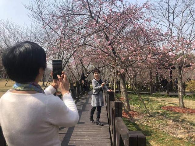 上海顾村公园樱花时间表（顾村公园迎来最美樱花季）(3)
