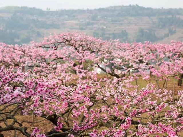 一般去成都必去的十大景点（不可错过的24个旅游景点）(6)