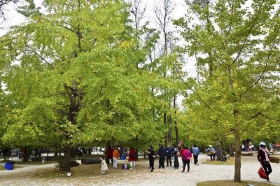 ​腾冲江东银杏村，一年里最美的村落，演绎着童话世界般的唯美意境