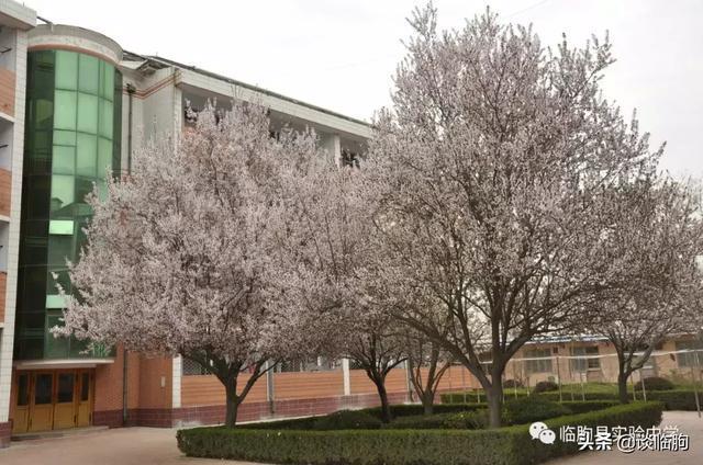 山东省临朐县实验中学:压抑高中,也有最美春天!
