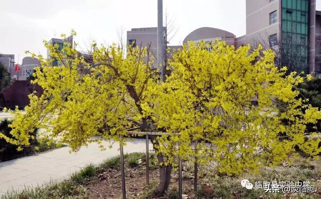 山东省临朐县实验中学:压抑高中,也有最美春天!