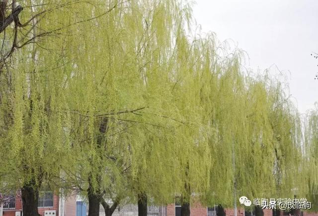 山东省临朐县实验中学:压抑高中,也有最美春天!