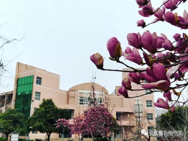 山东省临朐县实验中学:压抑高中,也有最美春天!