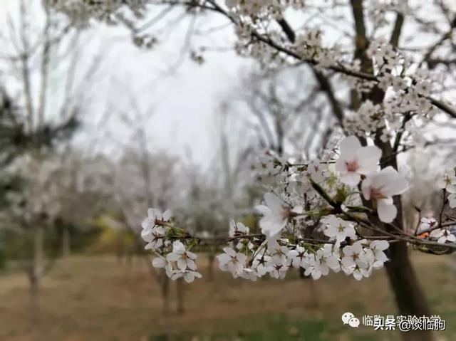 山东省临朐县实验中学:压抑高中,也有最美春天!