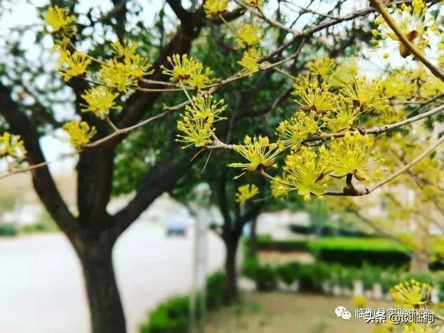 山东省临朐县实验中学:压抑高中,也有最美春天!