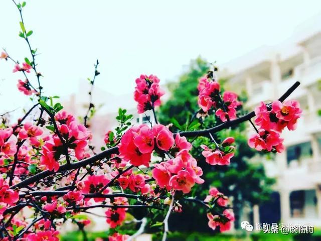 山东省临朐县实验中学:压抑高中,也有最美春天!