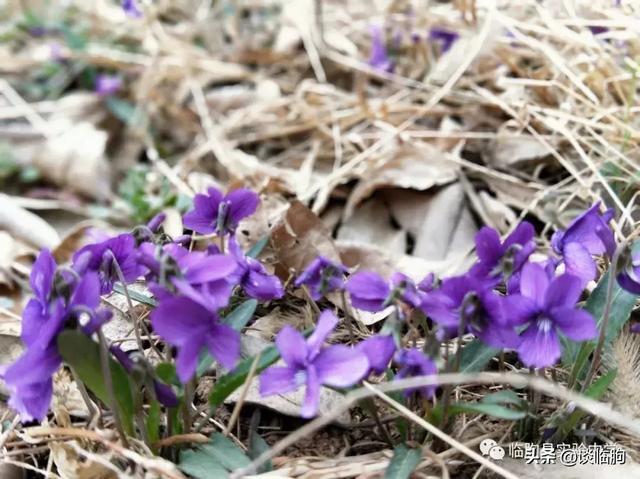 山东省临朐县实验中学:压抑高中,也有最美春天!