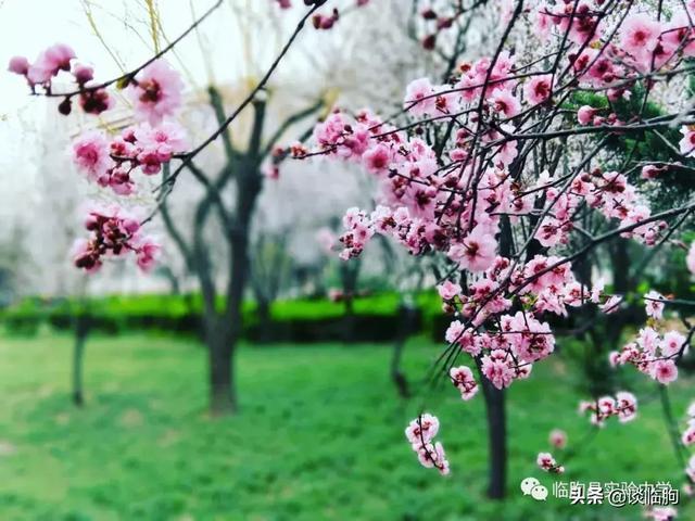 山东省临朐县实验中学:压抑高中,也有最美春天!