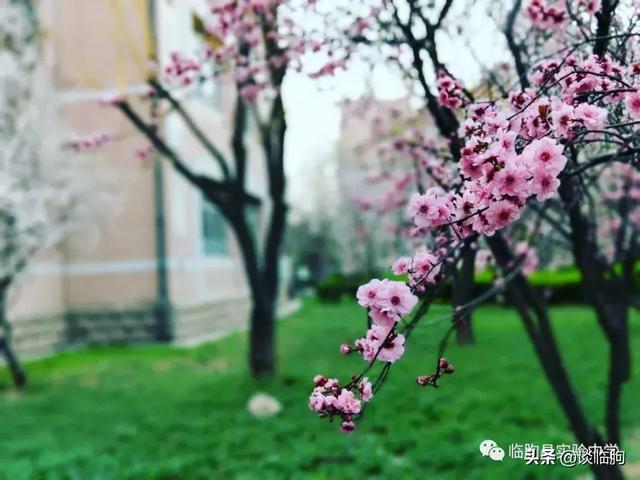 山东省临朐县实验中学:压抑高中,也有最美春天!