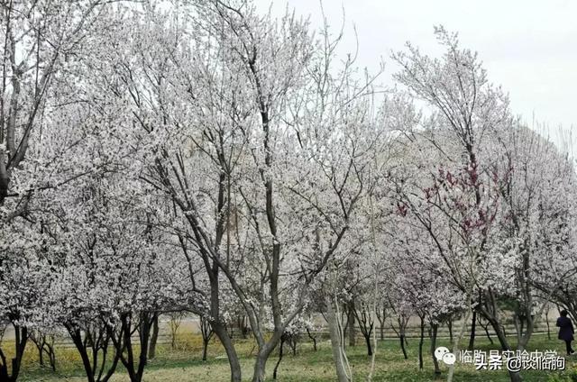 山东省临朐县实验中学:压抑高中,也有最美春天!