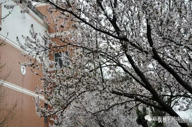 山东省临朐县实验中学:压抑高中,也有最美春天!