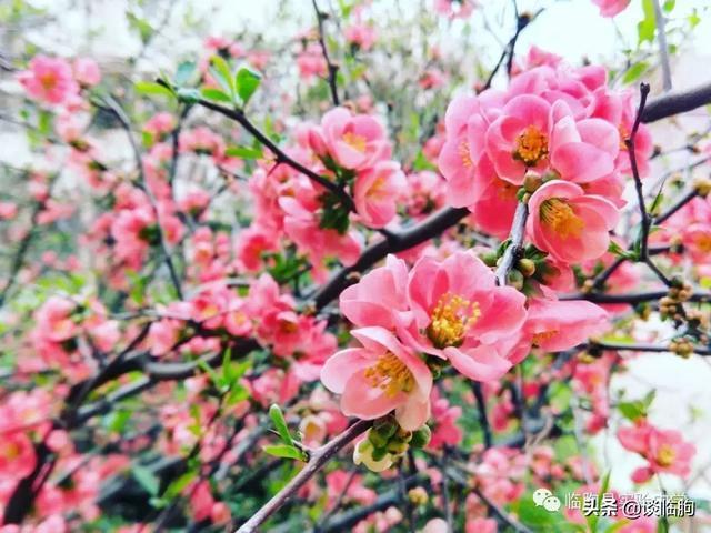 山东省临朐县实验中学:压抑高中,也有最美春天!