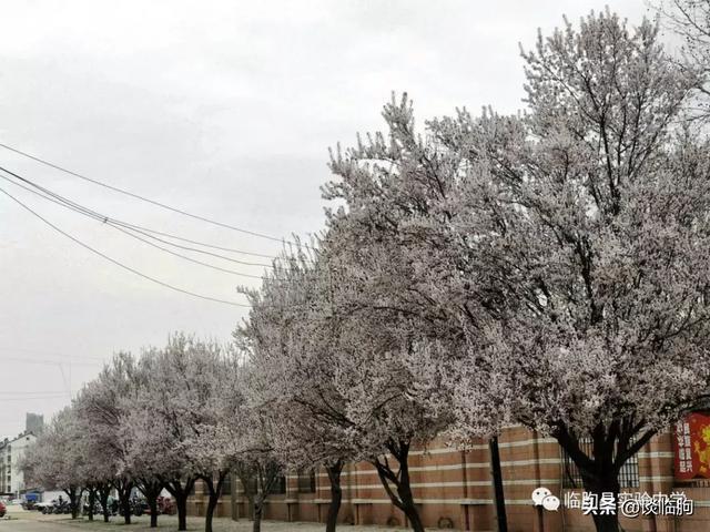 山东省临朐县实验中学:压抑高中,也有最美春天!