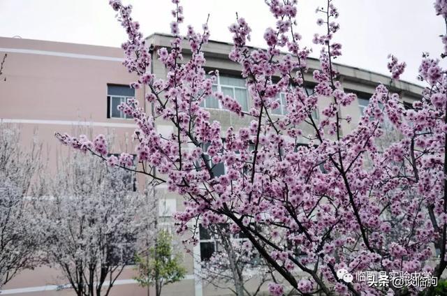 山东省临朐县实验中学:压抑高中,也有最美春天!