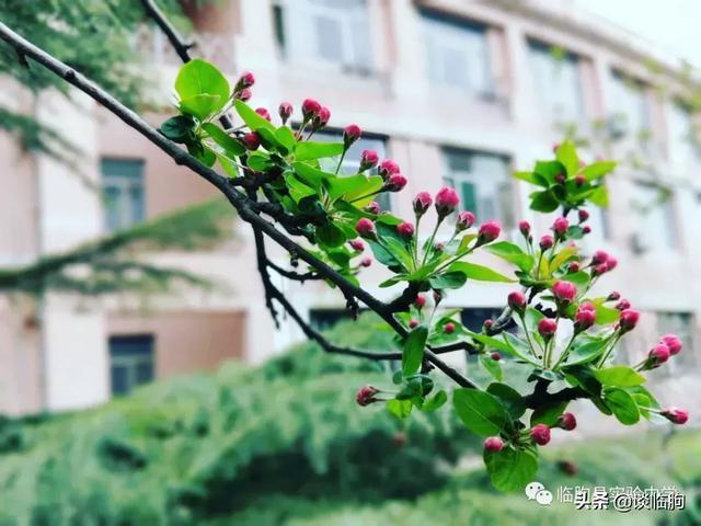 山东省临朐县实验中学:压抑高中,也有最美春天!