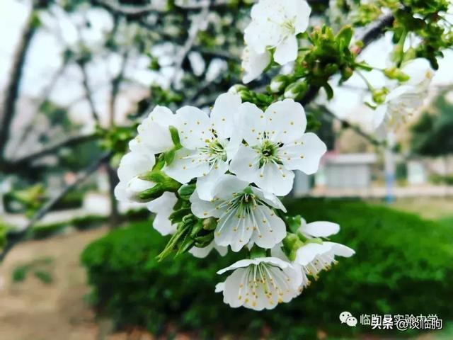 山东省临朐县实验中学:压抑高中,也有最美春天!