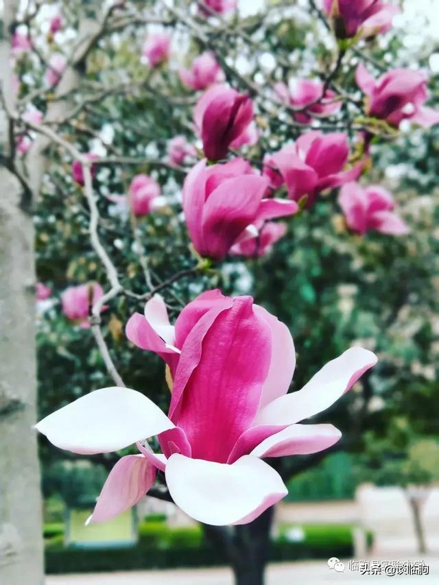 山东省临朐县实验中学:压抑高中,也有最美春天!