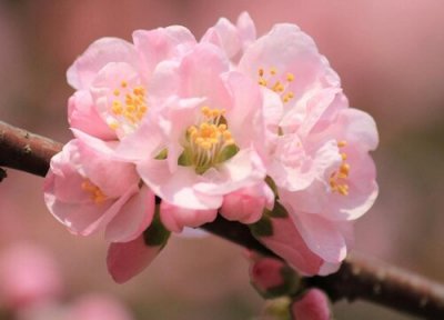 ​杏树什么时候开花 几月份开花