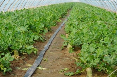 ​380年种植史，潍县萝卜的“脆甜”产业路