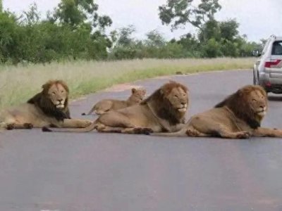 ​魔鬼联盟的骄傲——时尚雄狮