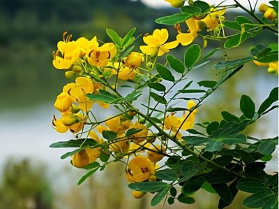 ​农村常见植物望江南，为何被称为“蛇灭门”，它有何厉害之处？