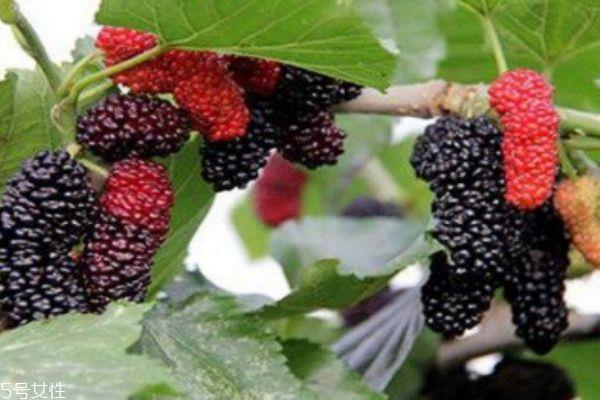 桑葚上有虫子怎么清洗 为什么有的桑葚里会有虫子