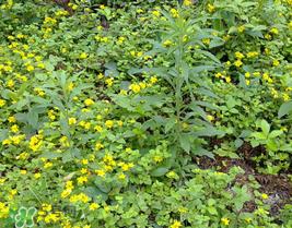 清明菜什么时候有？清明菜什么时候吃？