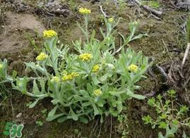 清明菜什么时候有？清明菜什么时候吃？